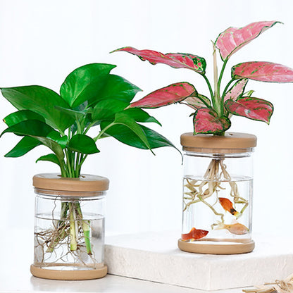 Revolutionize Your Gardening with an Aquaponic Flowerpot - Automatic Natural Plant Feeder (Fish Not Included)